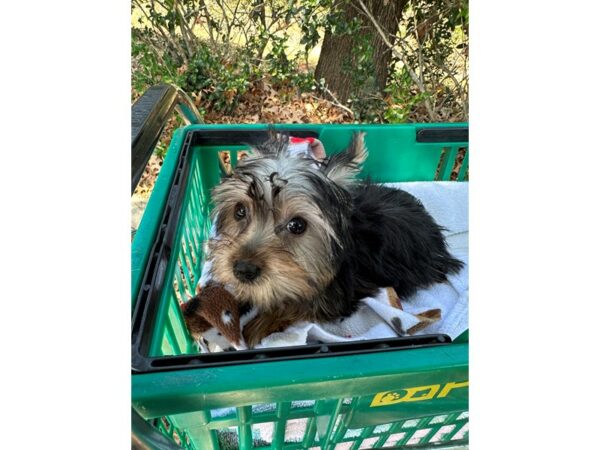 [#6914] Black/Tan Female Yorkshire Terrier Puppies for Sale