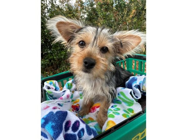 [#6948] Black / Tan Female Yorkshire Terrier Puppies for Sale