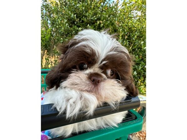 [#6957] Brown / White Male Shih Tzu Puppies for Sale