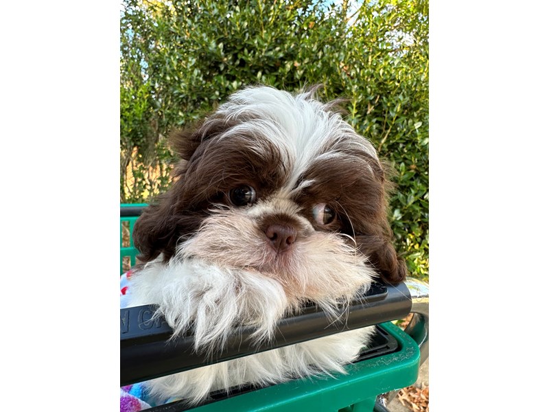 Shih Tzu - 6957 Image #1