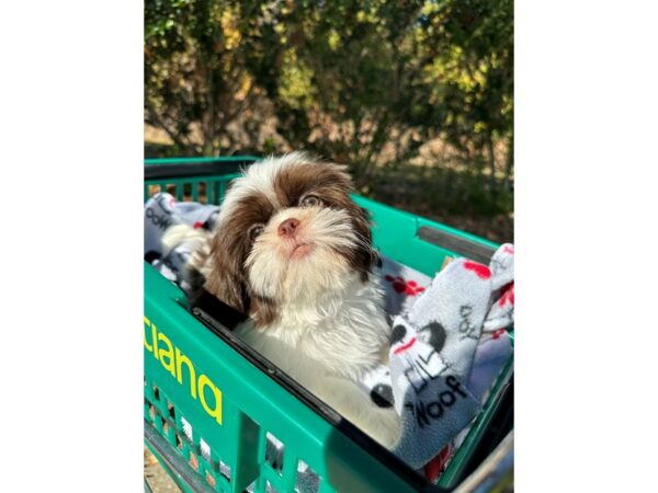 [#6962] Brown/White Male Shih Tzu Puppies for Sale