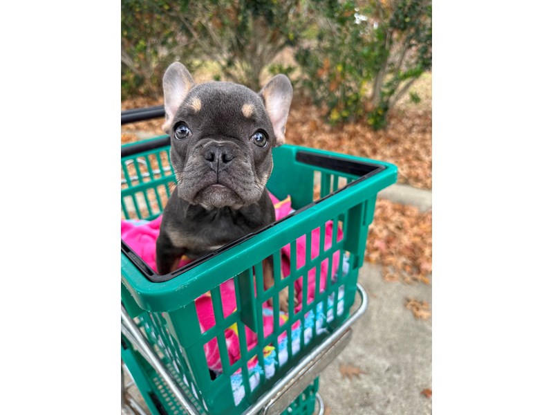 French Bulldog - 6965 Image #1