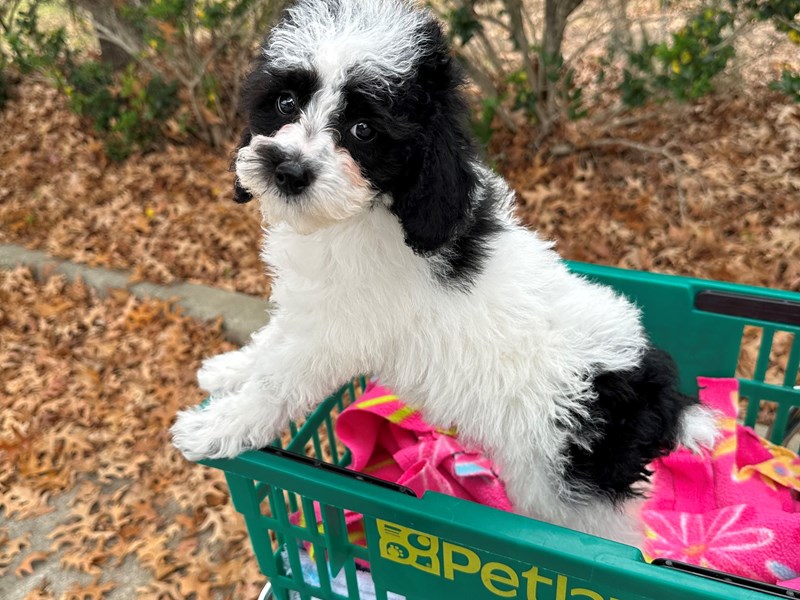 Poodle Mini - 6963 Image #1