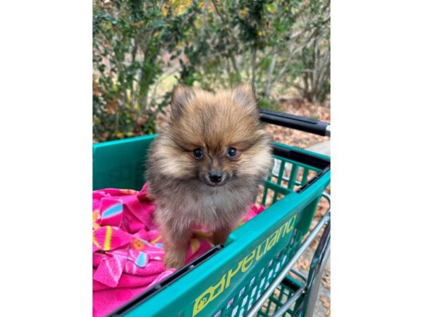 [#6968] Sable Male Pomeranian Puppies for Sale