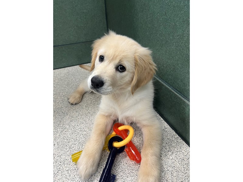Golden Retriever - 6964 Image #1