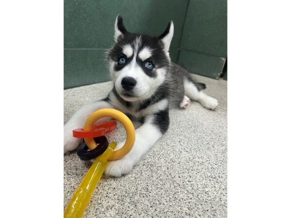 [#6969] Black / White Female Siberian Husky Puppies for Sale