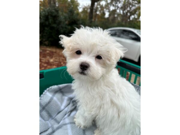 [#6971] White Male Maltese Puppies for Sale