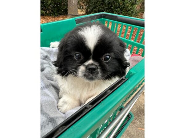 [#6979] White w/Black Male Pekingese Puppies for Sale