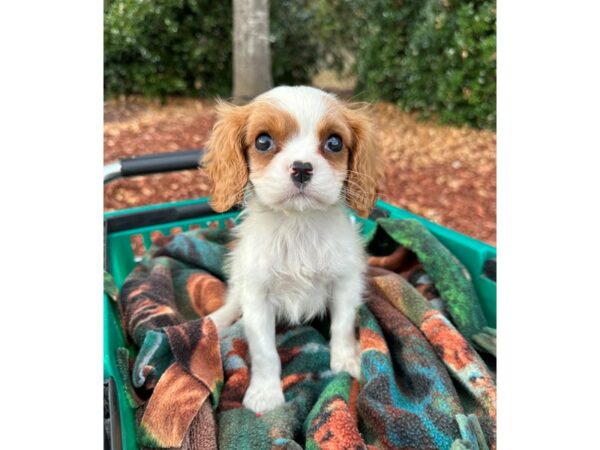 [#6983] Blenheim Female Cavalier King Charles Spaniel Puppies for Sale