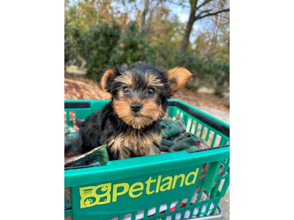 [#6980] Black / Tan Female Yorkshire Terrier Puppies for Sale