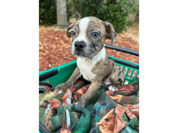 [#6973] Blue Merle / White Male Boston Terrier Puppies for Sale