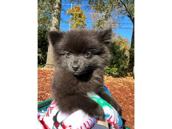 [#6981] Black Female Pomeranian Puppies for Sale