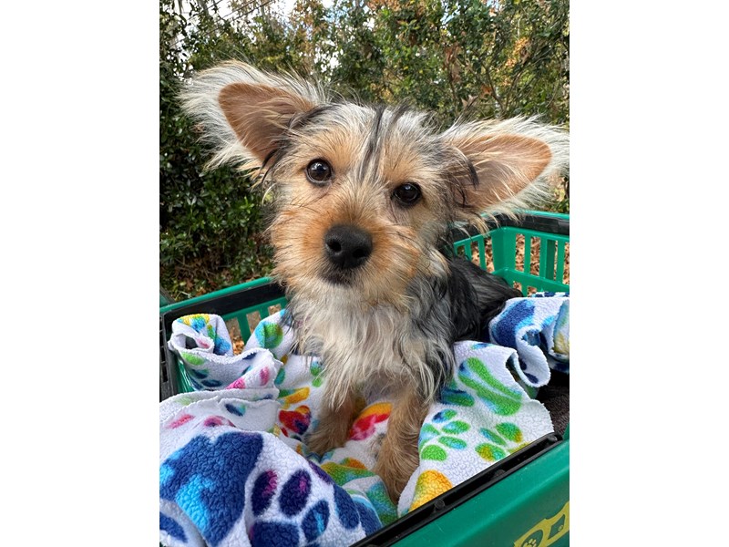 Yorkshire Terrier - 6948 Image #1