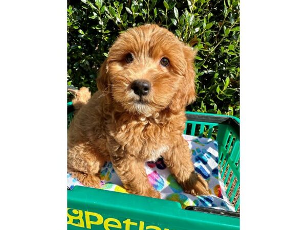 [#6976] Red Male 2nd Generation Miniature Goldendoodle Puppies for Sale