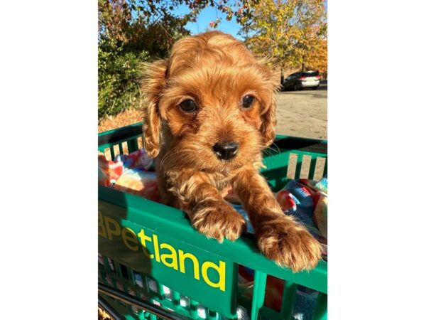 [#6988] Red Female Cavapoo Puppies for Sale