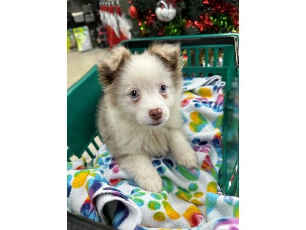 [#6990] Dilute Red Merle Female Miniature Australian Shepherd Puppies for Sale