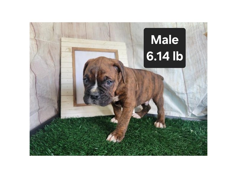Dogs and Puppies for Sale Petland Montgomery Alabama Puppy Store