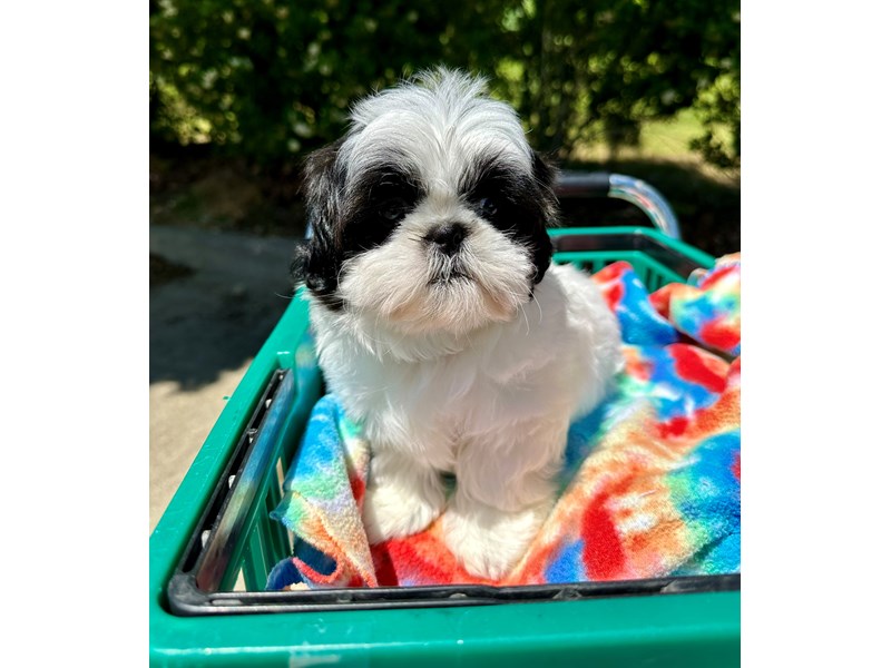 Shih Tzu Puppies For Sale Petland Montgomery, Alabama