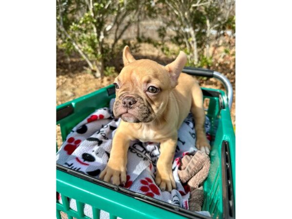 [#7293] Cream Female French Bulldog Puppies for Sale