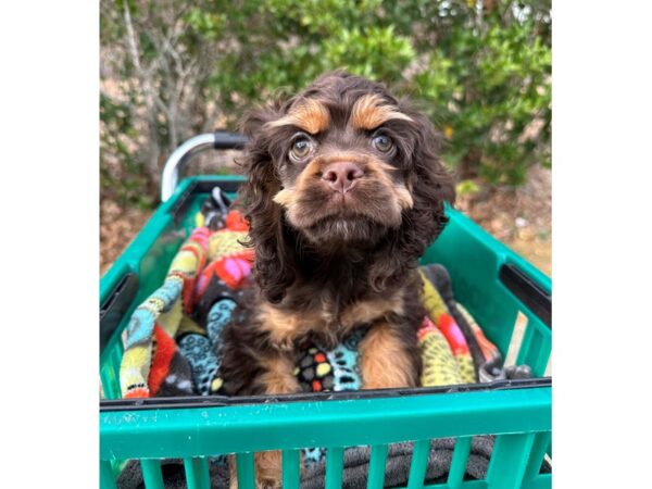 [#7288] Chocolate / Tan Female Cocker Spaniel Puppies for Sale