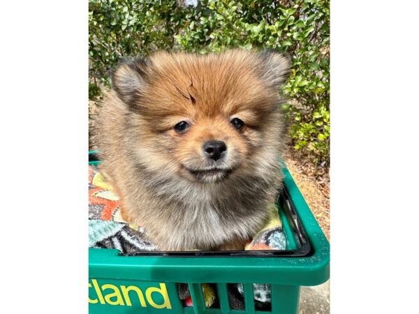 [#7309] Wolf Sable Female Pomeranian Puppies for Sale