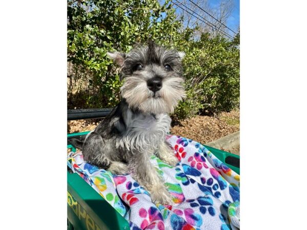 [#7308] Salt / Pepper Female Miniature Schnauzer Puppies for Sale