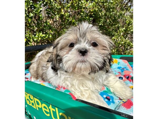[#7304] Tan / White Female Shih Tzu Puppies for Sale