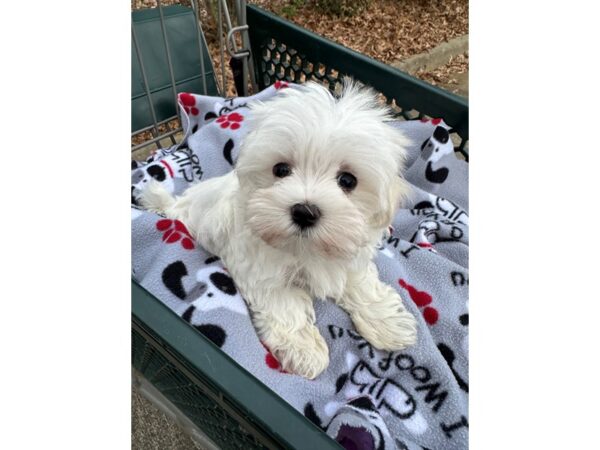 [#7507] White Male Maltese Puppies for Sale