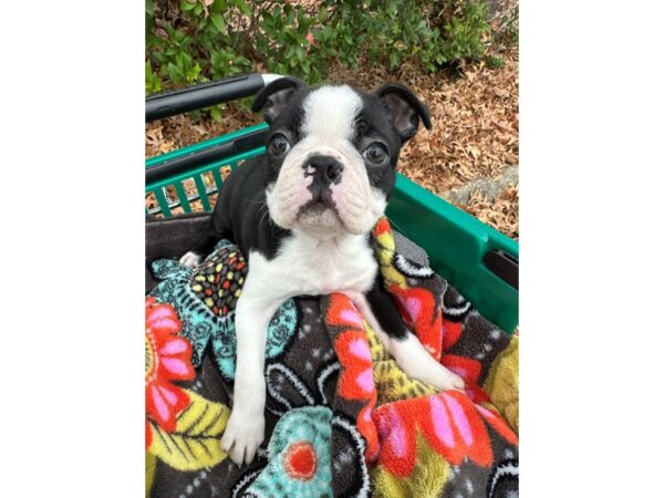 [#7515] Black / White Female Boston Terrier Puppies for Sale
