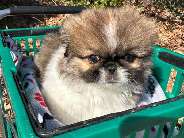 [#7533] Sable / White Male Pekingese Puppies for Sale