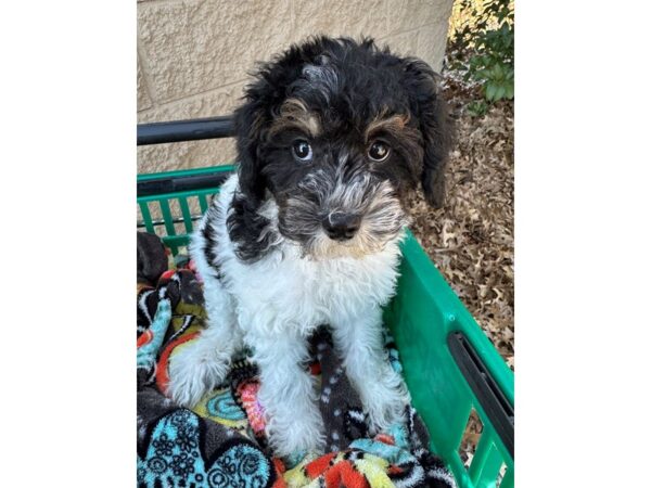 [#7534] Black / Tan Female Poodle Mini Puppies for Sale