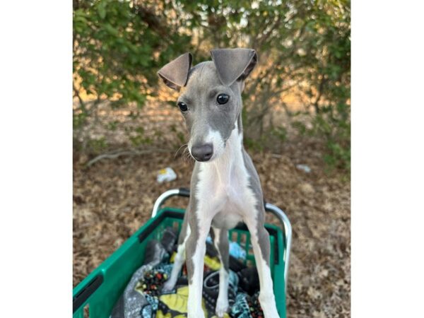 [#7527] Blue / White Female Italian Greyhound Puppies for Sale