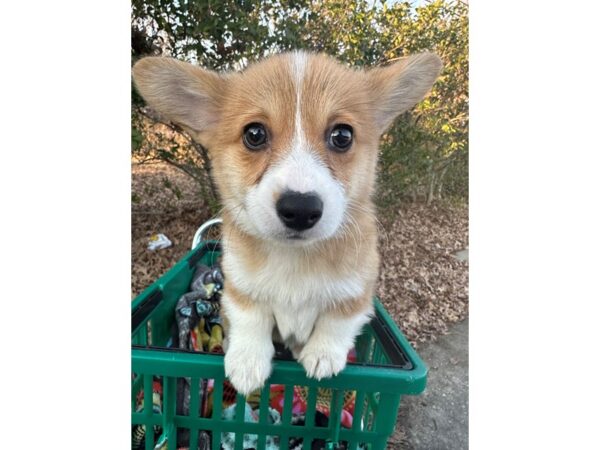 [#7529] Red / White Female Pembroke Welsh Corgi Puppies for Sale