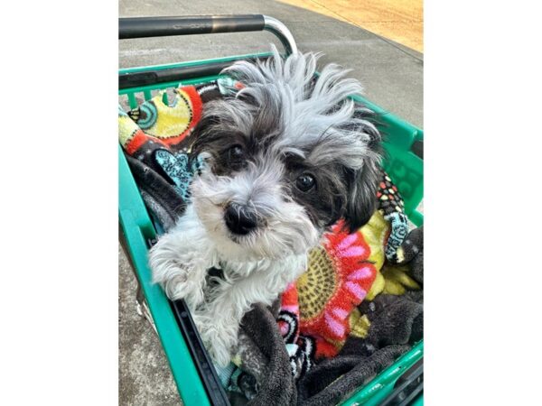 [#7537] Black / White Female Havanese Puppies for Sale
