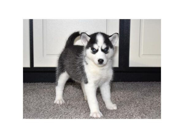 [#7546] Black / White Female Siberian Husky Puppies for Sale