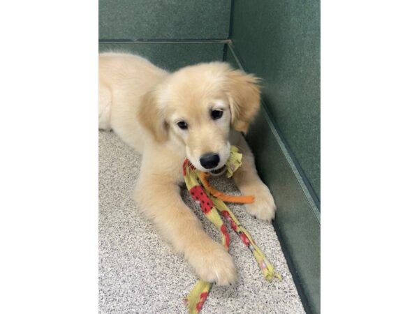 [#7535] White Female Golden Retriever Puppies for Sale