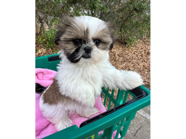 [#7540] Sable / White Female Shih Tzu Puppies for Sale