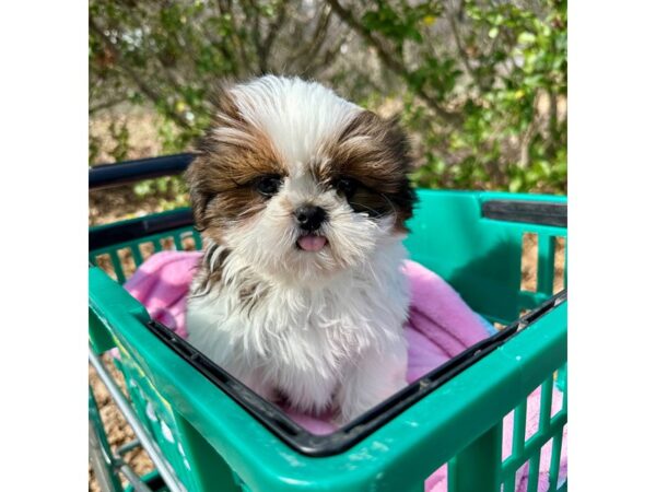 [#7541] Sable / White Male Shih Tzu Puppies for Sale