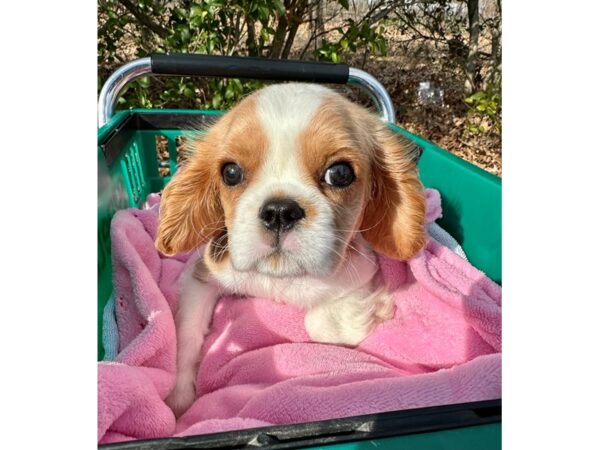 [#7544] Blenheim Male Cavalier King Charles Spaniel Puppies for Sale