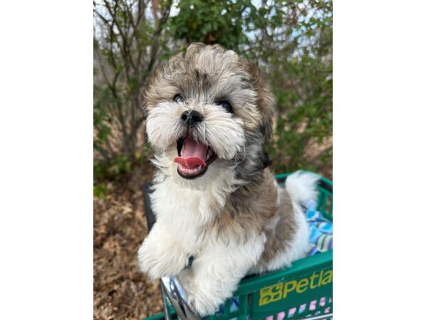 [#7539] White / Sable Male Teddy Bear Puppies for Sale
