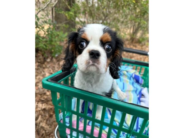 [#7549] Tri-Colored Male Cavalier King Charles Spaniel Puppies for Sale