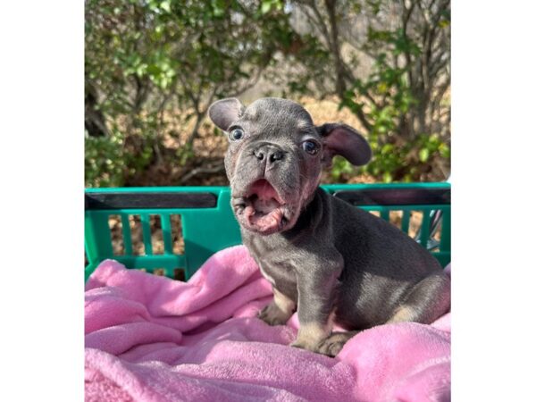 [#7543] Blue / Tan Male French Bulldog Puppies for Sale