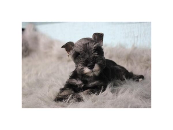 [#7554] Salt / Pepper Female Miniature Schnauzer Puppies for Sale