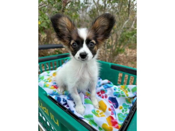 [#7542] Tri-Colored Male Papillon Puppies for Sale
