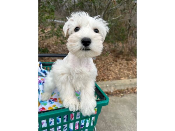 [#7551] White Male Miniature Schnauzer Puppies for Sale